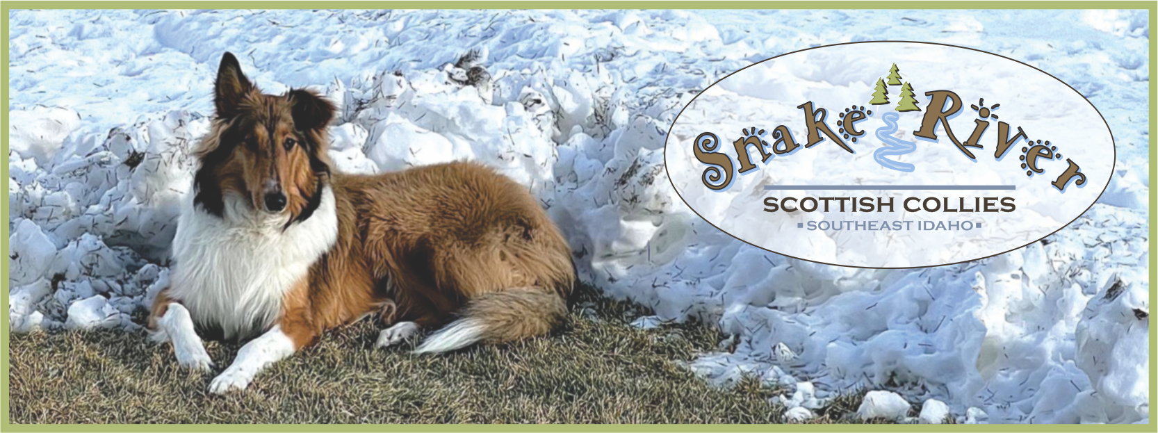 Scottish Collies